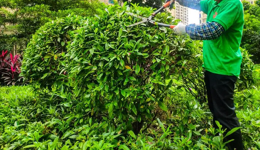 病虫害防治成园林管理瓶颈，如何加强工作效率？